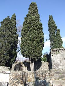 Cypress Trees in the necropolis of Porta Ercolano